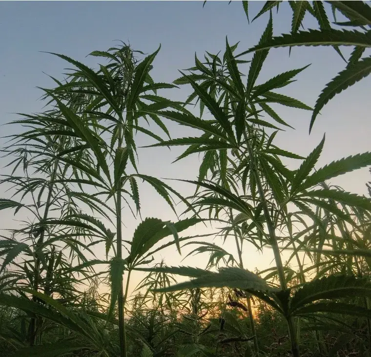 Cáñamo